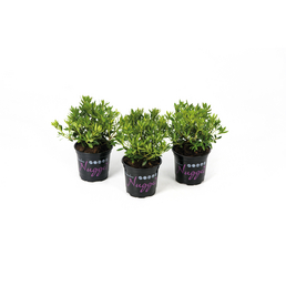 Bloombux® Bloombux® Nugget magenta, Rhododendron micranthum »5er Set«, magenta, Höhe: 10 - 15 cm