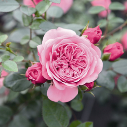 ROSEN TANTAU Blühpflanze »Starlet Eva«, Blüte: rosa