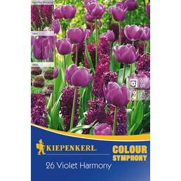  Blumenmischung »Violet Harmony«, 26 Stück