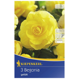 KIEPENKERL Blumenzwiebel Begonie, Begonia Tuberhybrida »gefüllt gelb«, Blütenfarbe: gelb