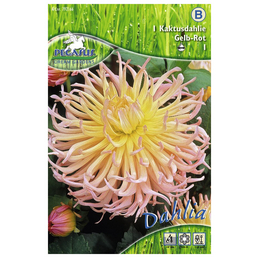 PEGASUS Blumenzwiebel Dahlie, Dahlia Hybrida, Blütenfarbe: mehrfarbig