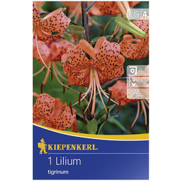 KIEPENKERL Blumenzwiebel Lilie, Lilium Hybrida, Blütenfarbe: orange