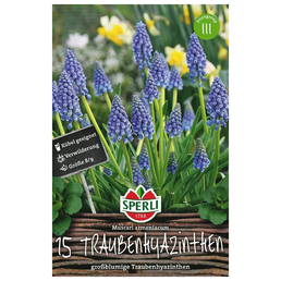Sperli GmbH Blumenzwiebel, Muscari armeniacum »armeniacum«, Blüte: lavendelblau