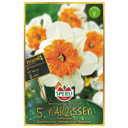 Sperli GmbH Blumenzwiebel, Narcissus pseudonarcissus »Parisienne«, Blüte: weiß/orange