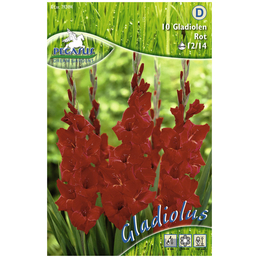 PEGASUS Blumenzwiebel Schwertblume, Gladiolus Hybrida, Blütenfarbe: rot