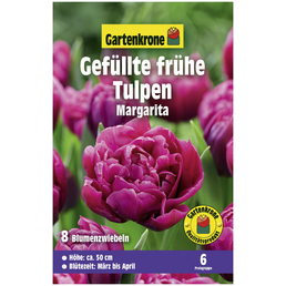 Gartenkrone Blumenzwiebeln Gefüllte frühe Tulpe, Tulipa x hybrida »Margarita«, Blüte: rot