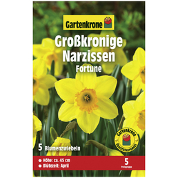 Gartenkrone Blumenzwiebeln Narzisse, Narcissus pseudonarcissus »Fortune«, Blüte: zweifarbig