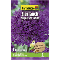 Gartenkrone Blumenzwiebeln Zierlauch, Allium Aflatunense »Purple Sensation«, Blüte: violett