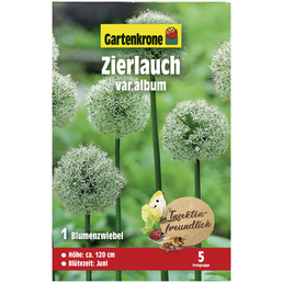Gartenkrone Blumenzwiebeln Zierlauch, Allium hirtifolium »Var. Album«, Blüte: weiß