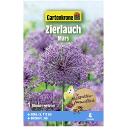 Gartenkrone Blumenzwiebeln Zierlauch, Allium x hybrida »Mars«, Blüte: violett