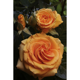  Bodendecker-Rose 'Bentheimer Gold', Rosa hybrida, Blüten: apricot-orange