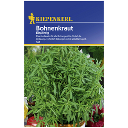 KIEPENKERL Bohnenkraut hortensis Satureja
