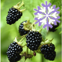  Brombeere, Rubus fruticosus »Polar Fruits®«, Frucht: schwarz, zum Verzehr geeignet