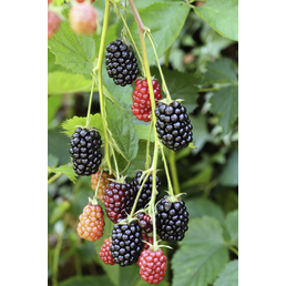  Dornenlose Brombeere, Rubus fruticosus »Loch Ness«, Frucht: schwarz, zum Verzehr geeignet
