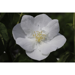 Fl´Aroma® Duftjasmin, Philadelphus hybrida »Aroma®«, Blätter: grün, Blüten: weiß