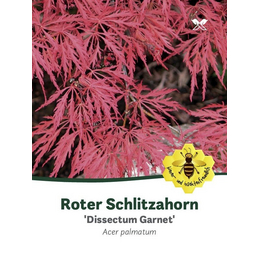  Dunkelroter Schlitzahorn, Acer palmatum »Dissectum Garnet«, Blätter: rot/schwarz