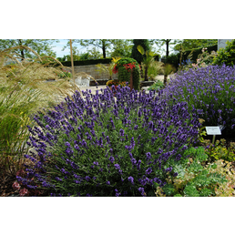 Echter Lavendel, Lavandula angustifolia, violett, winterhart Hagebau.de