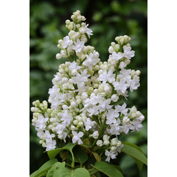  Edelflieder, Syringa vulgaris »Mme. Lemoine«, Blätter: grün, Blüten: weiß