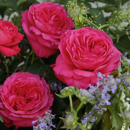 KORDES ROSEN Edelrose , Rosa »Cherry Lady®«, Blüte: rosarot, gefüllt