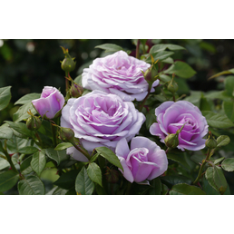  Edelrose , Rosa »Pacific Blue®«, Blüte: blauviolett