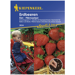 KIEPENKERL Erdbeere ananassa Fragaria »Elan«