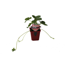 Hummi Erdbeere, Fragaria ananassa »Klettertoni«, Blütenfarbe: weiß