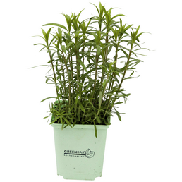 GREENBAR Estragon 3er Set, Artemisia Dracunculus, im Topf