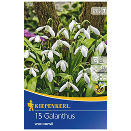 KIEPENKERL Galanthus Woronowii, Weiß, 15 Blumenzwiebeln