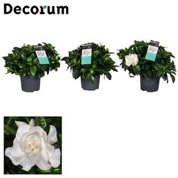 GARTENKRONE Gardenie, Gardenia jasminoides, Blütenfarbe: weiß - Hagebau.de
