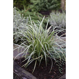  Garten-Segge, Carex dolichostachya »Silver Sceptre«, Pflanzenhöhe: 5-30 cm, grün