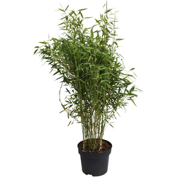  Gartenbambus, murielae Fargesia »Panda«, Pflanzenhöhe: 80-100 cm, dunkelgrün
