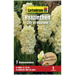 Gartenkrone Gartenkrone Hyazinthe City of Haarlem, Hellgelb, 3