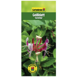 Gartenkrone Geißblatt, Lonicera periclymenum »Serotina«, Blüte: zweifarbig