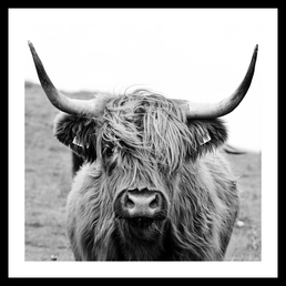  Gerahmtes Bild »Cow«