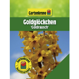 Gartenkrone Goldglöckchen, Forsythia intermedia »Goldrausch«, Blätter: grün, Blüten: gelb