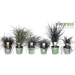 elegrass Gräser Portugal, Pflanzenhöhe: 45-55 cm