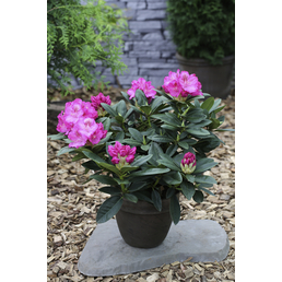 Easydendron® Großblumige Alpenrose, Rhododendron hybrida »Constanze «, dunkelrosa, Höhe: 30 - 40 cm
