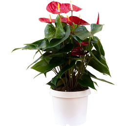 flowerbox Große Flamingoblume, Anthurium andreanum »Red Champion«, Blütenfarbe: rot