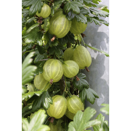  Grüne Stachelbeere, Ribes uva-crispa »Hinnonmäki«, Frucht: grün, zum Verzehr geeignet
