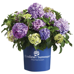 Endless Summer® Hortensie Hydrangea Hortensien, Blüten: violett