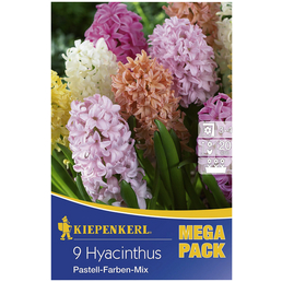 KIEPENKERL Hyazinthe Hyacinthus Hyacinthus orientalis »Hyacinthus orientalis«