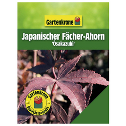 Gartenkrone Japanischer Fächerahorn, Acer palmatum »Osakazuki«, Blätter: grün