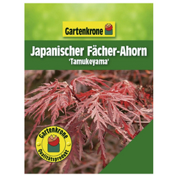 Gartenkrone Japanischer Fächerahorn, Acer palmatum »Tamukeyama«, Blätter: rot
