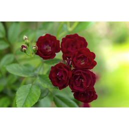  Kletterrose , Rosa »Perennial Domino®«, Blüte: rot