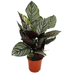 Korbmarante Calathea  ornata  Hagebau de