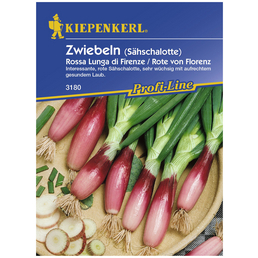 KIEPENKERL Lauchzwiebel cepa Allium