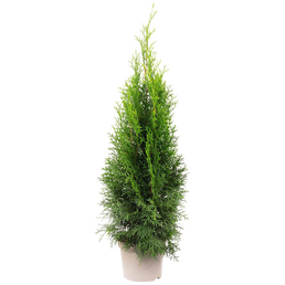  Lebensbaum, Thuja occidentalis »Smaragd«, grün, max. Wuchshöhe: 500 cm