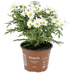 Gartenkrone Margerite, Argyranthemum frutescens, Blüte: weiß