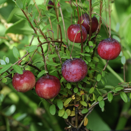 Gartenkrone Moosbeere, Vaccinium macrocarpon, Frucht: rot, zum Verzehr geeignet