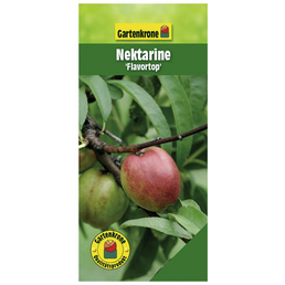 Gartenkrone Nektarine, Prunus nucipersica »Flavortop«, Früchte: süß